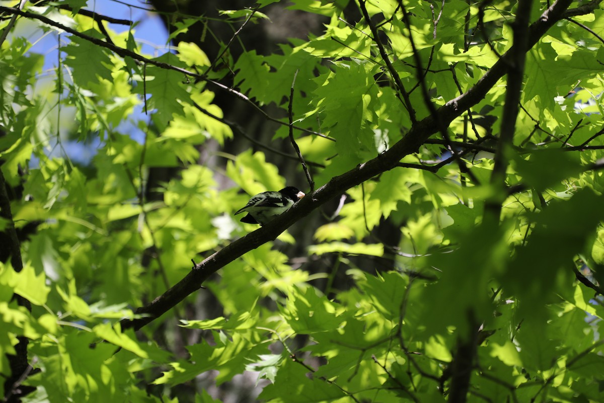 Rose-breasted Grosbeak - ML634552506