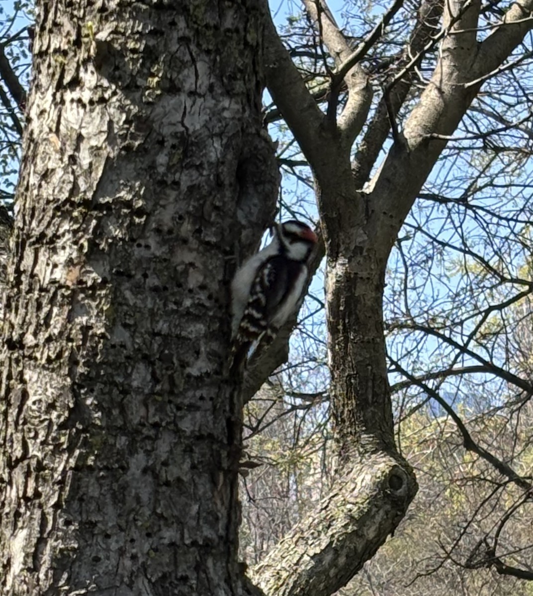 Downy Woodpecker (Eastern) - ML634552700