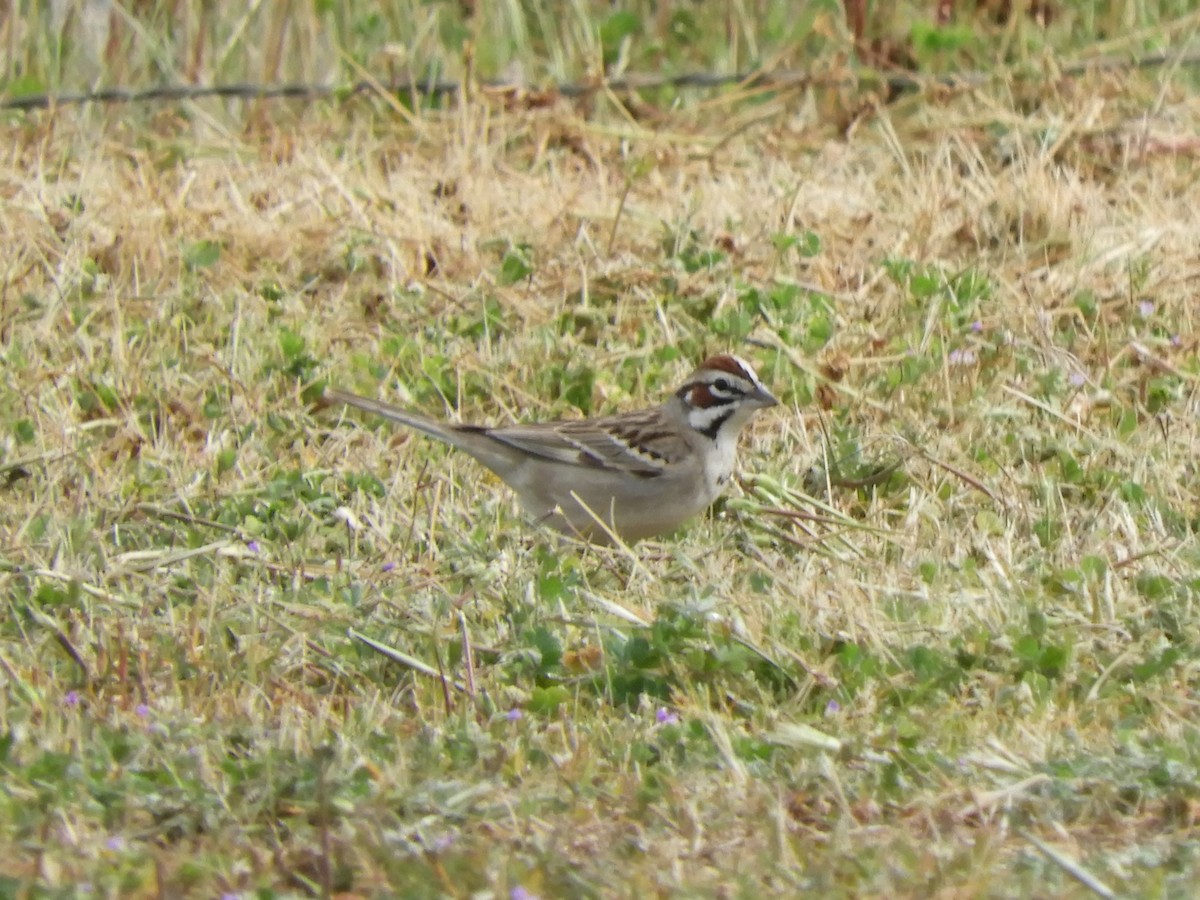 Lark Sparrow - ML634552759