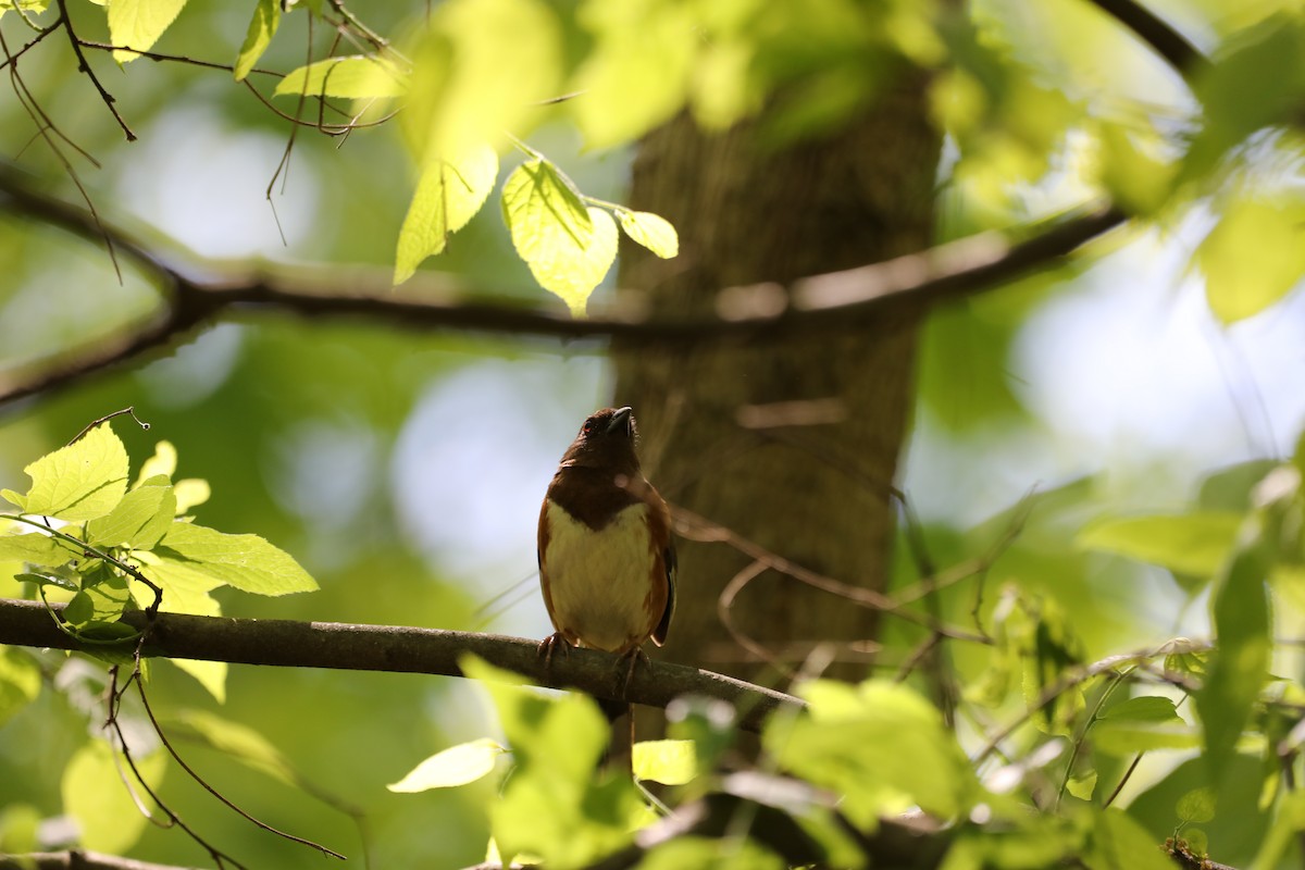 Eastern Towhee - ML634552771