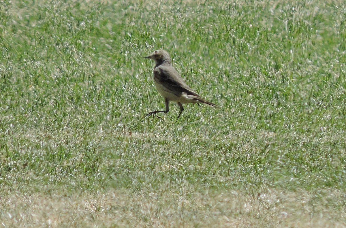 linduška tundrová - ML634552917