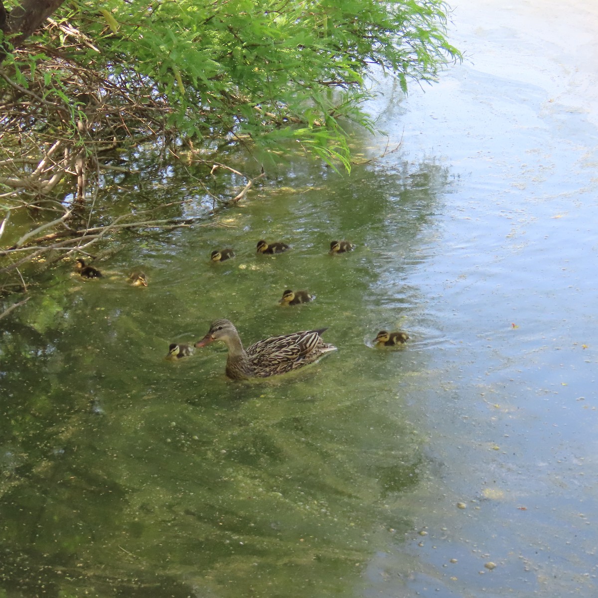 Mallard - ML634552934