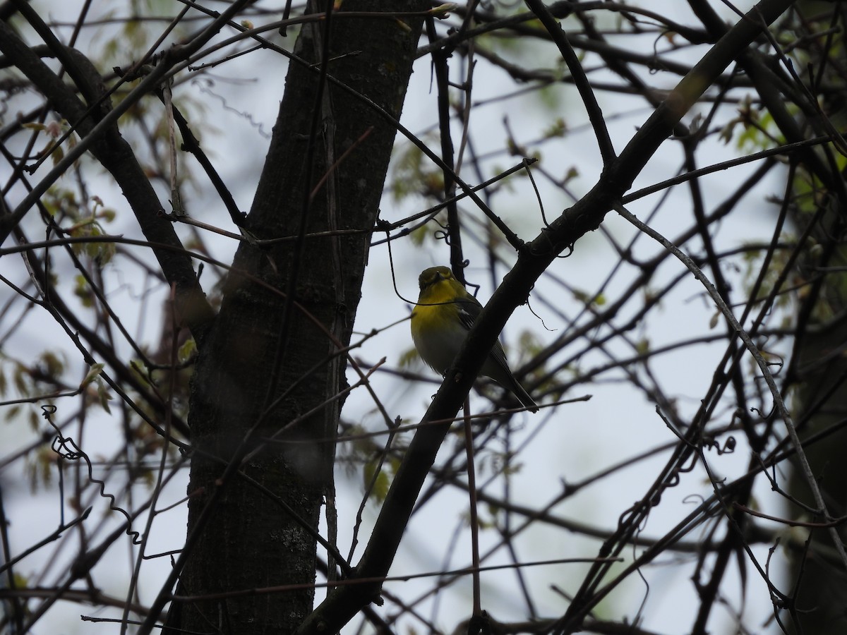 Yellow-throated Vireo - ML634553040