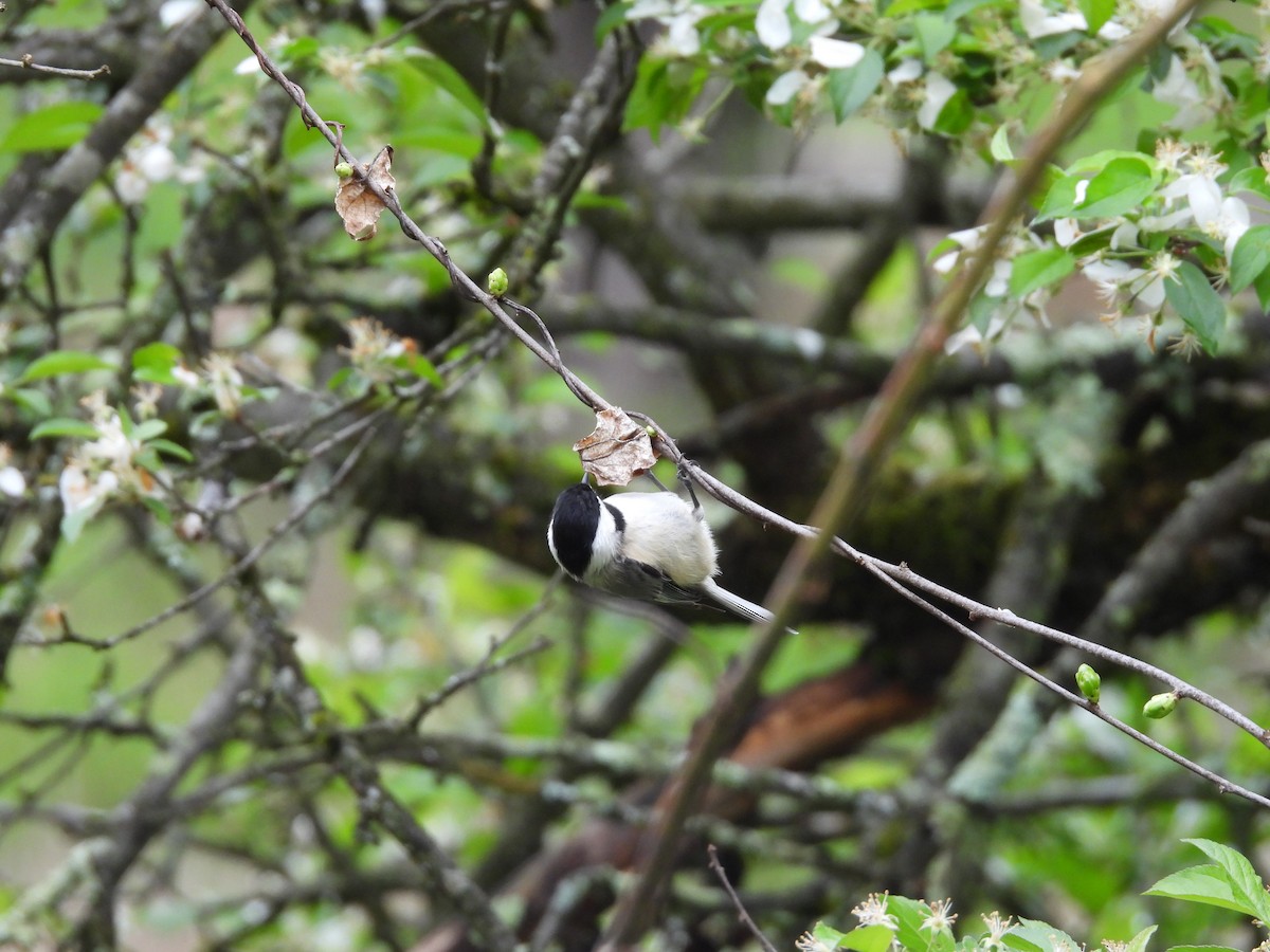 Carolina Chickadee - ML634553066