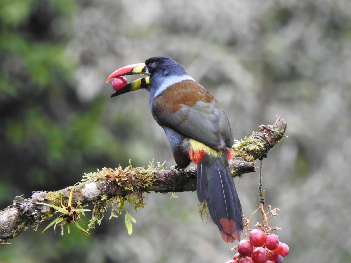 Gray-breasted Mountain-Toucan - ML634553071