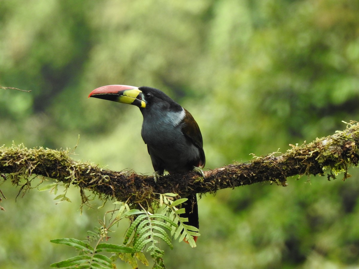 Gray-breasted Mountain-Toucan - ML634553072