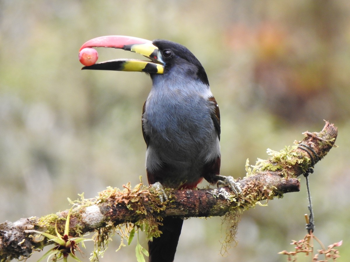 Gray-breasted Mountain-Toucan - ML634553074