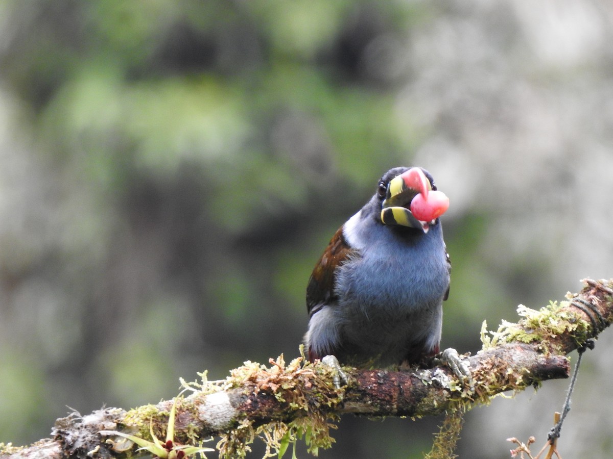Gray-breasted Mountain-Toucan - ML634553075