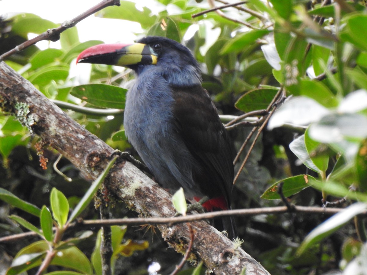 Gray-breasted Mountain-Toucan - ML634553076