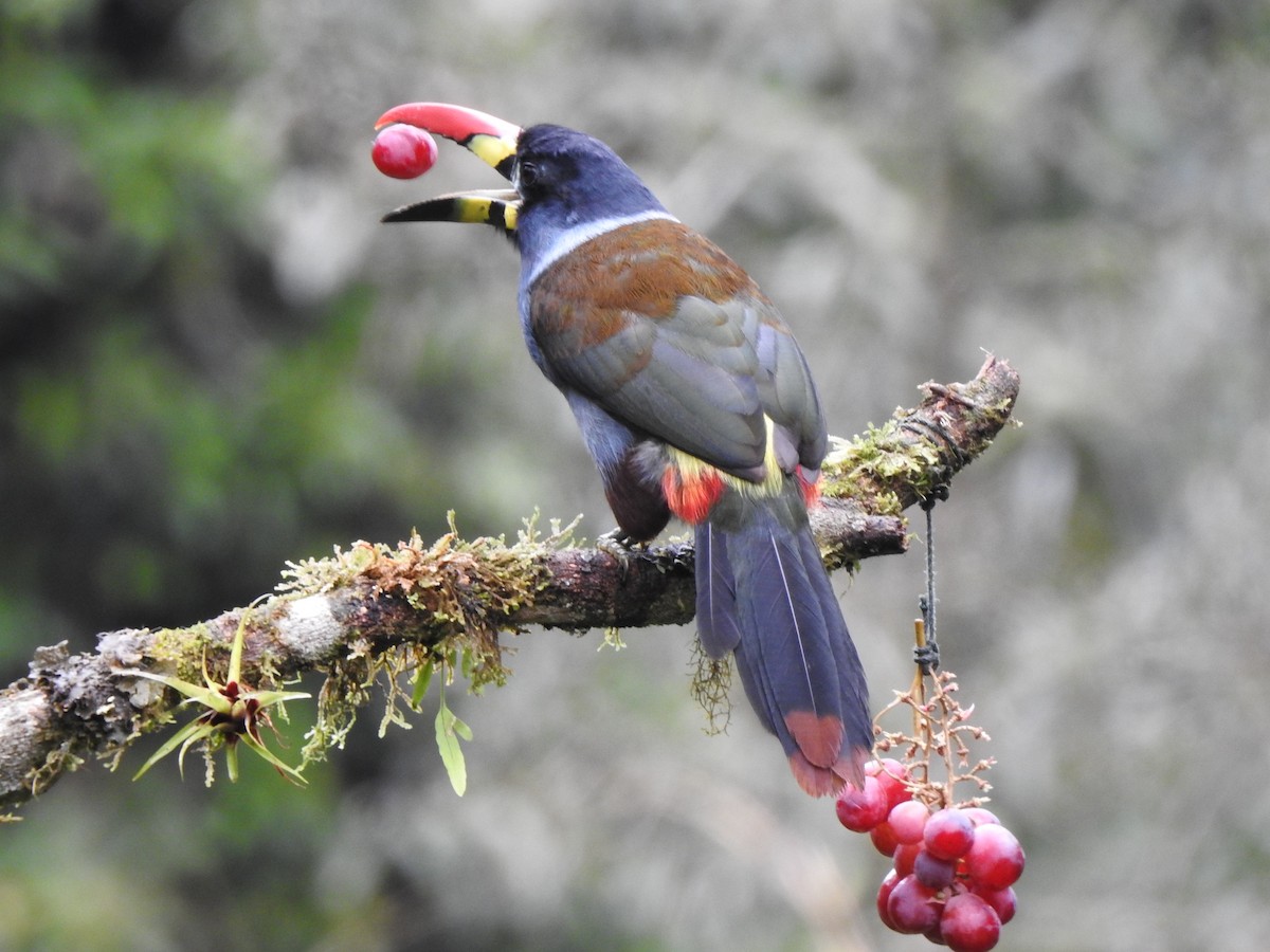 Gray-breasted Mountain-Toucan - ML634553077