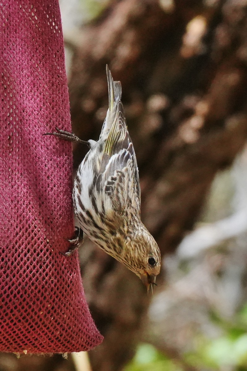 Pine Siskin - ML634553082