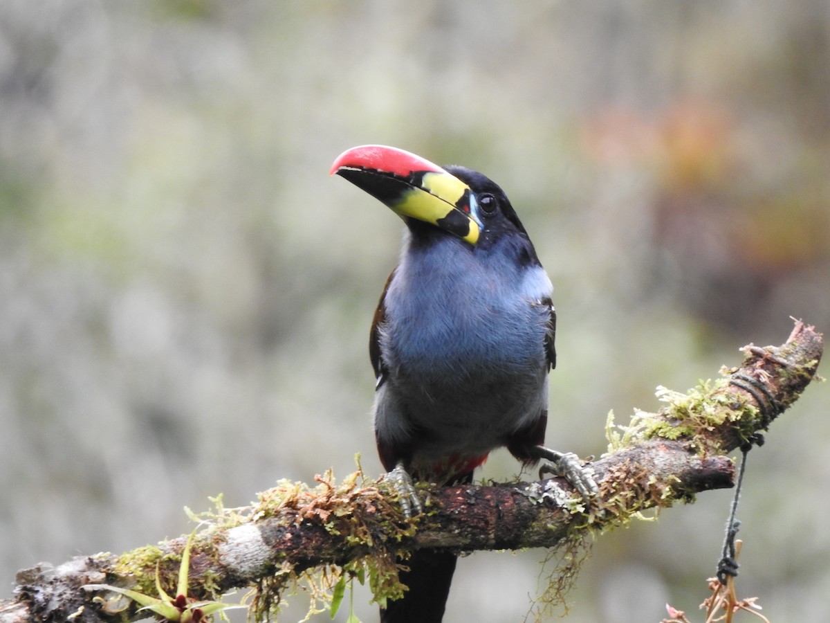 Gray-breasted Mountain-Toucan - ML634553083
