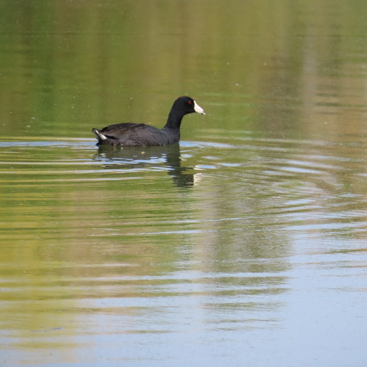 American Coot - ML634553114