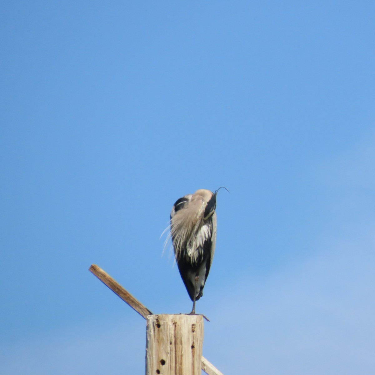 Great Blue Heron - ML634553164