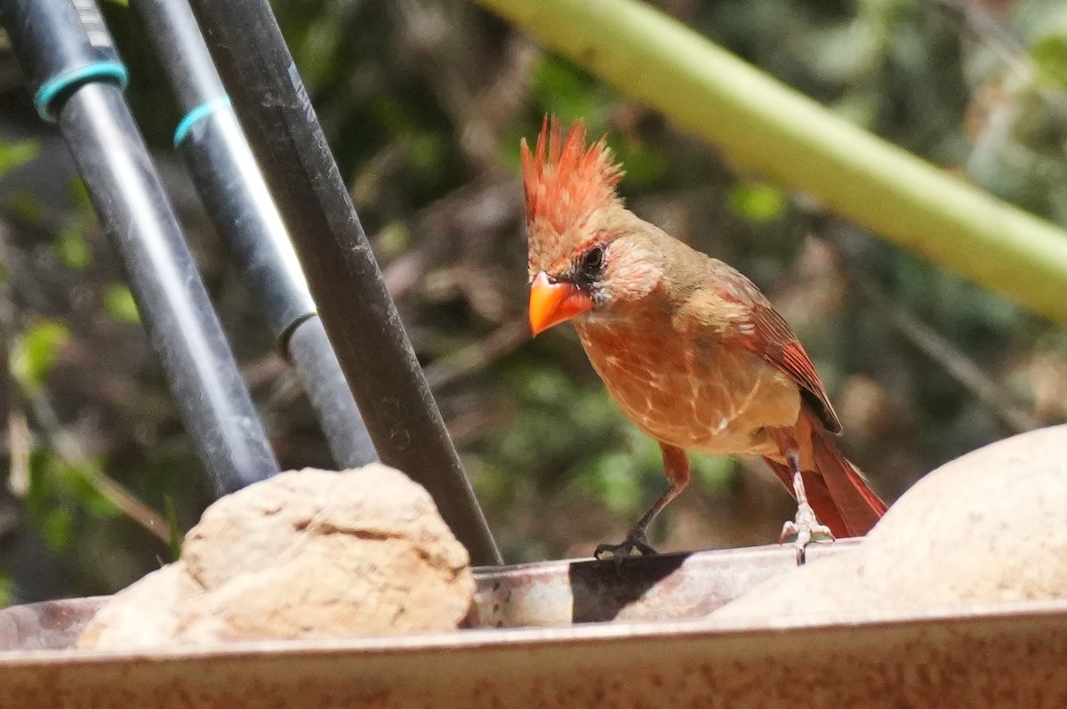 Northern Cardinal - ML634553181