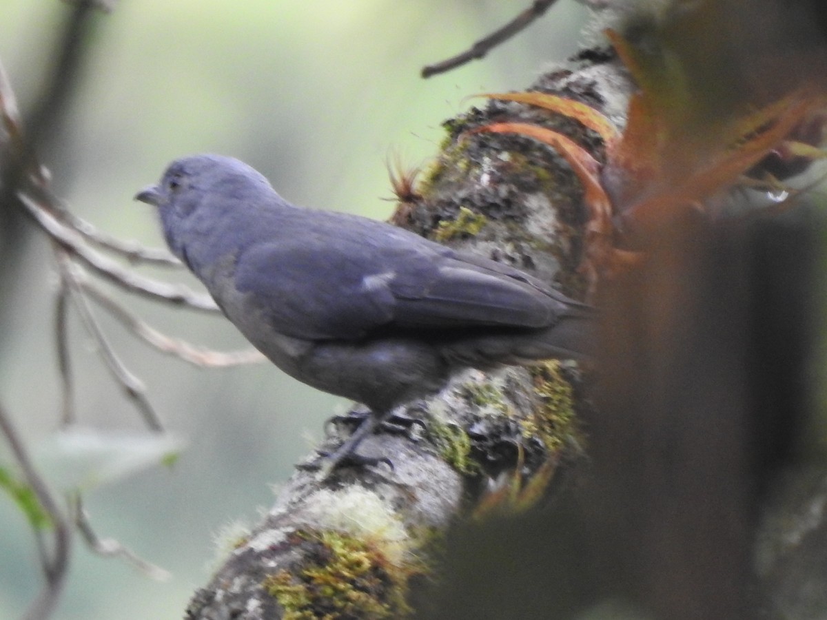Dusky Piha - ML634553190