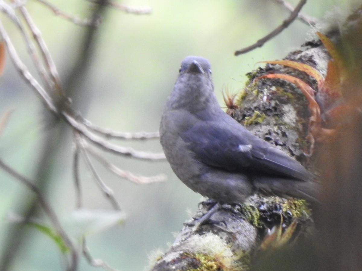 Dusky Piha - ML634553191
