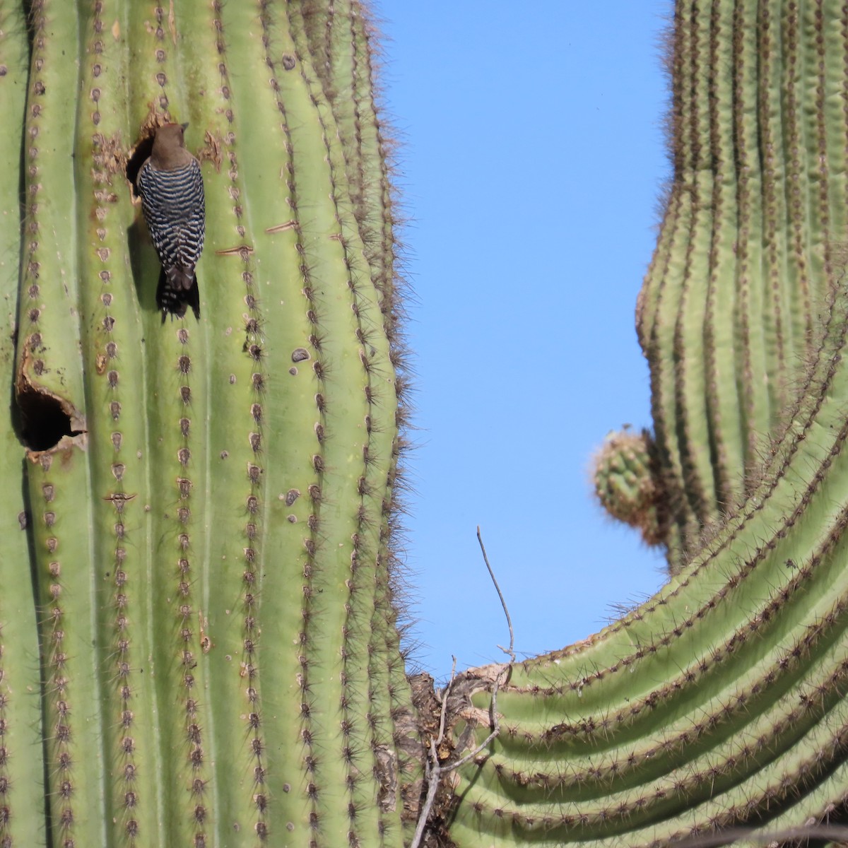 Gila Woodpecker - ML634553223