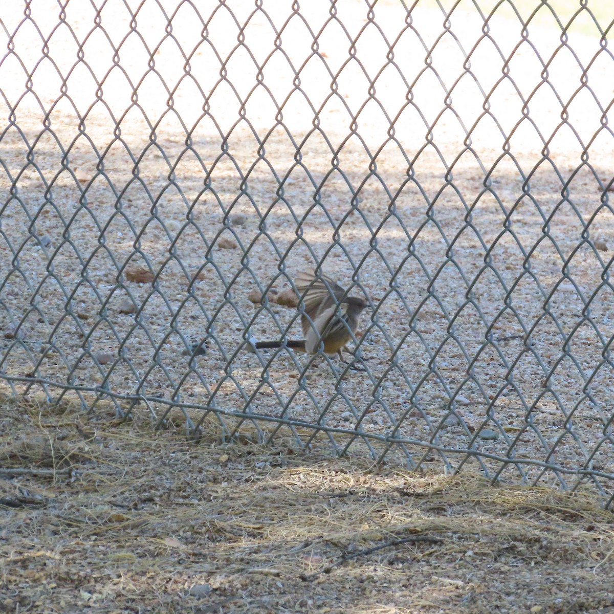 Say's Phoebe - ML634553263