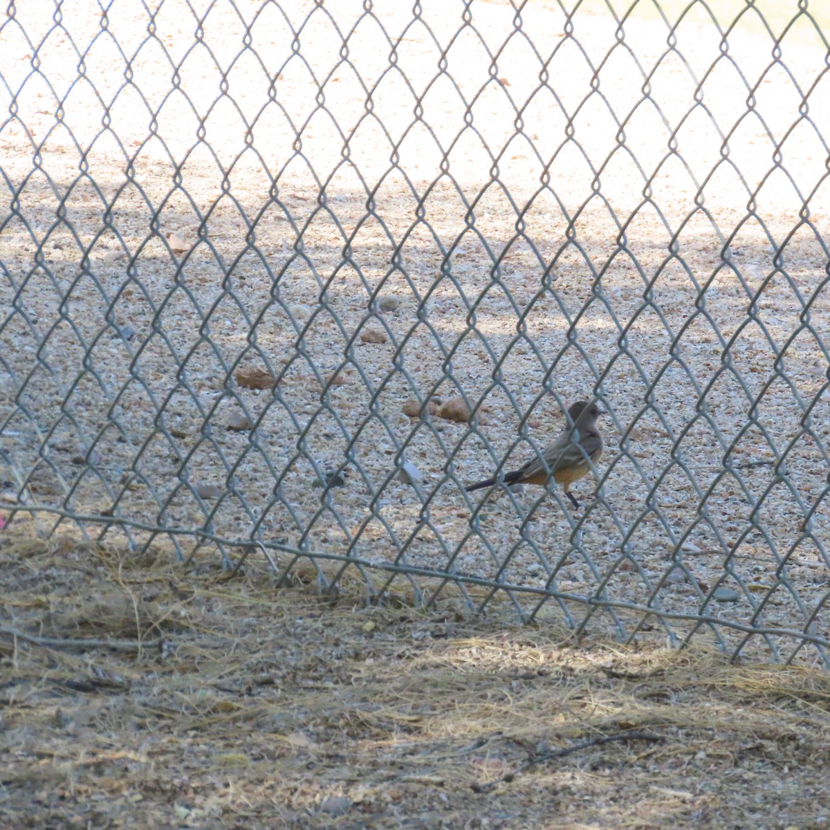 Say's Phoebe - ML634553269