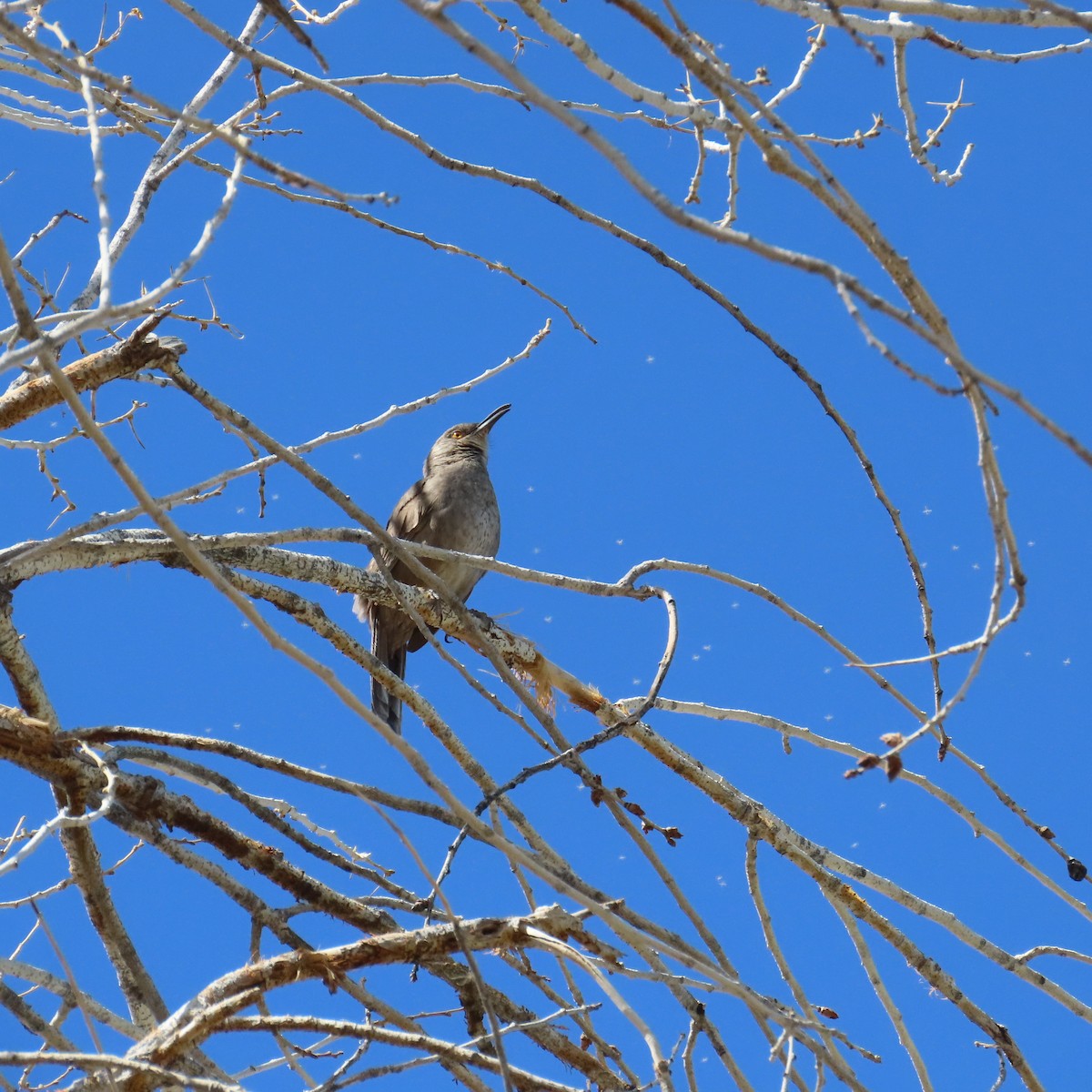Curve-billed Thrasher - ML634553325