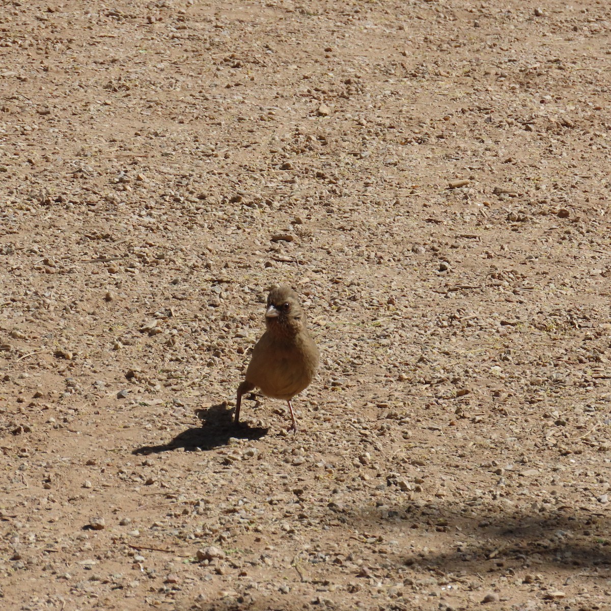 Abert's Towhee - ML634553353