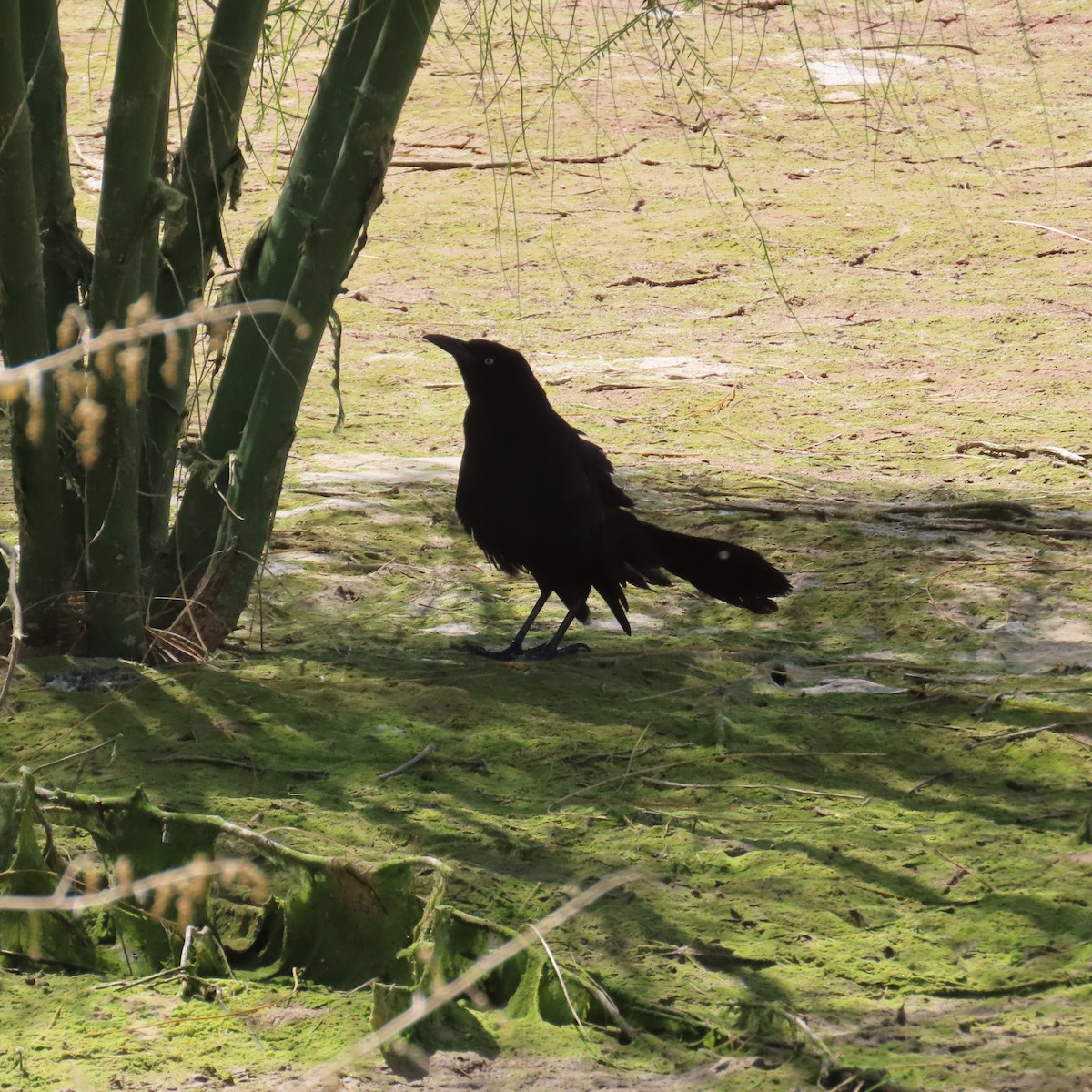 Great-tailed Grackle - ML634553408