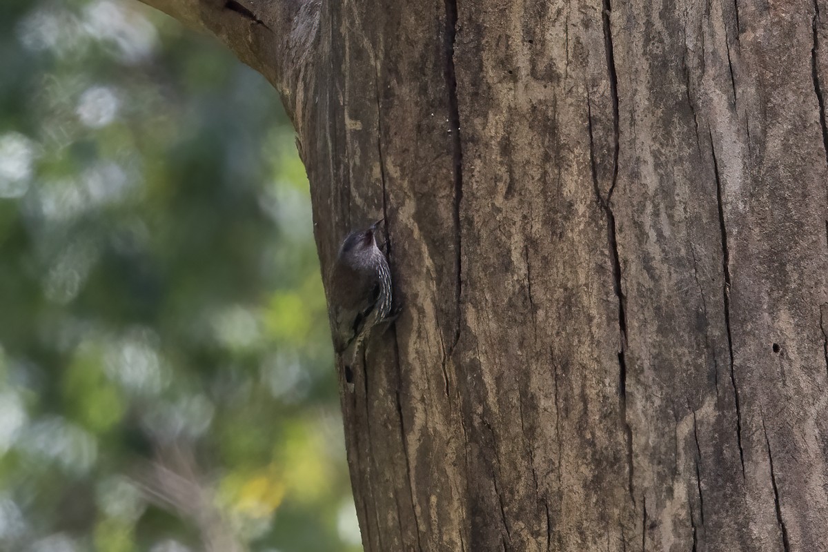 Red-browed Treecreeper - ML634553411
