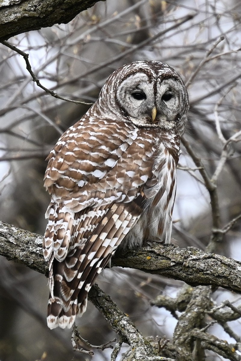 Barred Owl - ML634553525