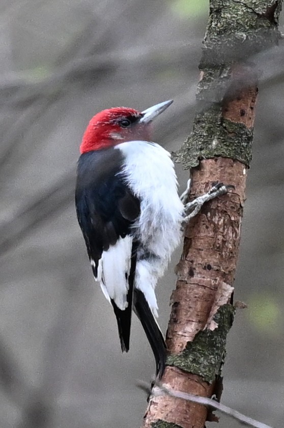 Red-headed Woodpecker - ML634553531