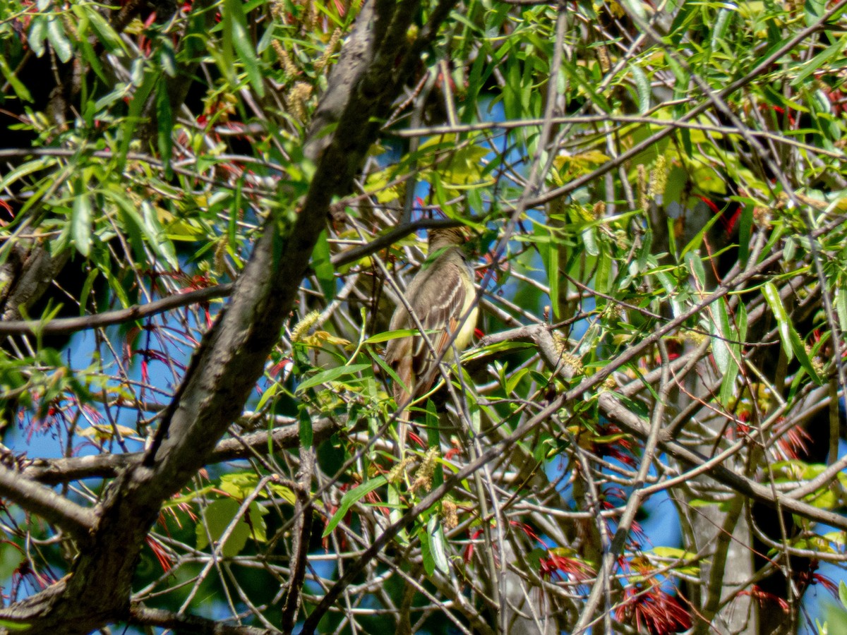Great Crested Flycatcher - ML634553532