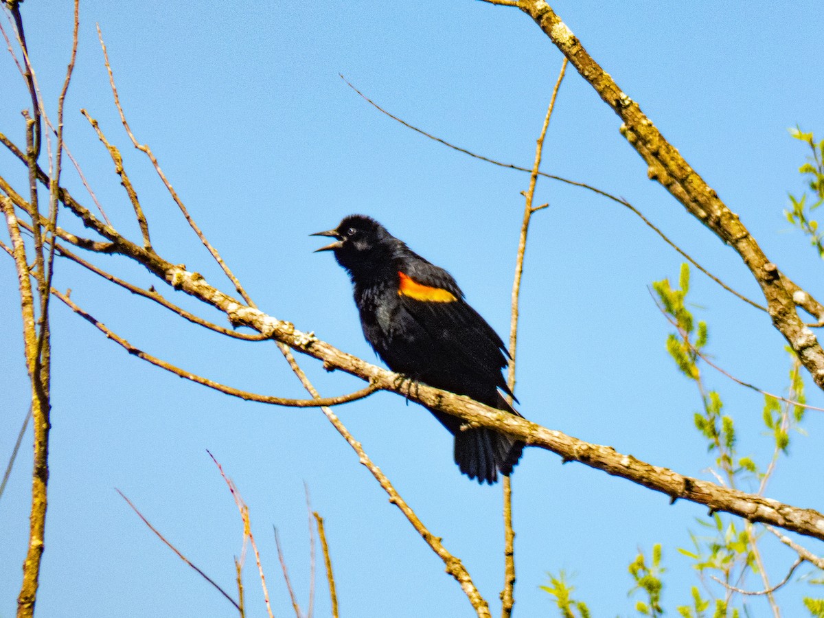 Red-winged Blackbird - ML634553539