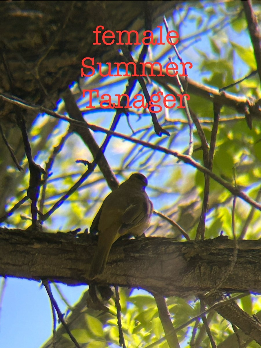 sommerpiranga - ML634553581