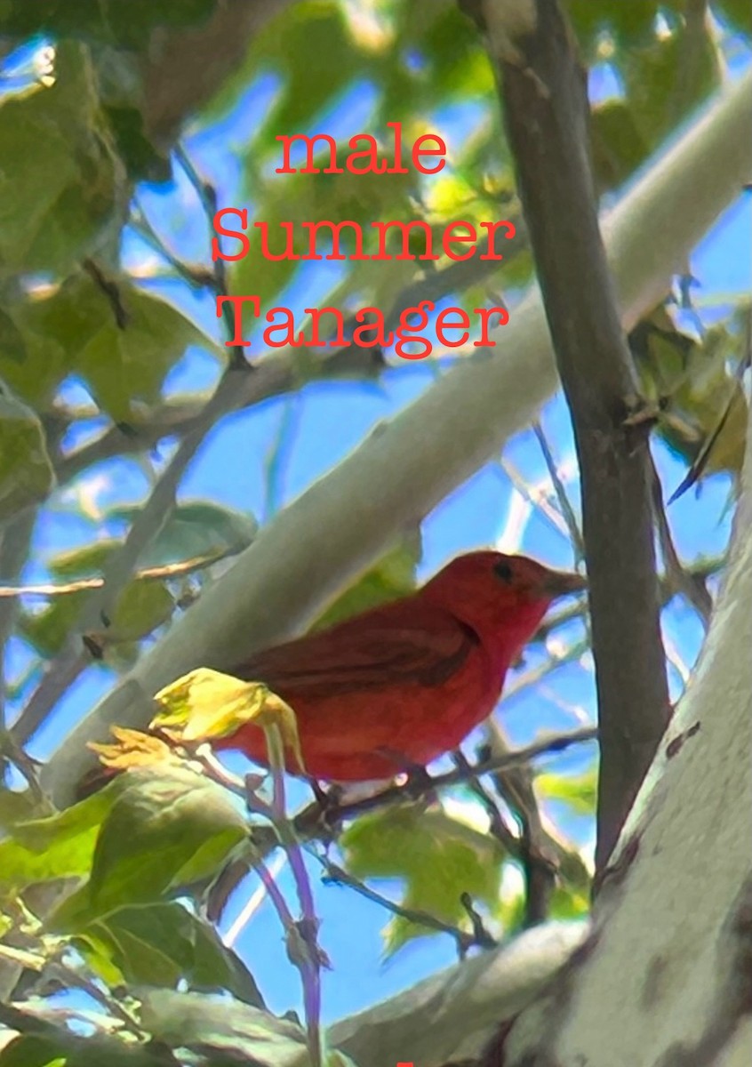 sommerpiranga - ML634553582