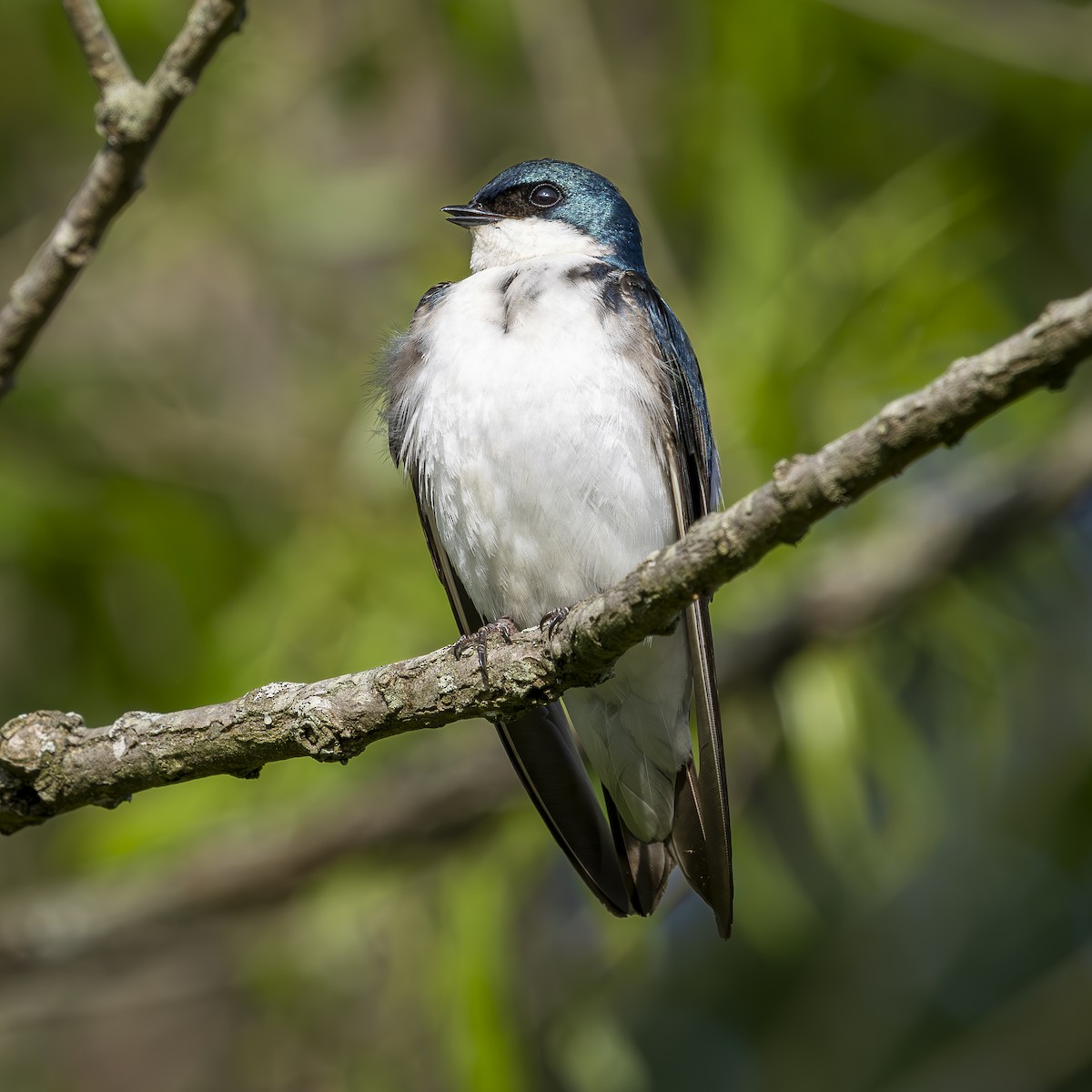 Tree Swallow - ML634553591