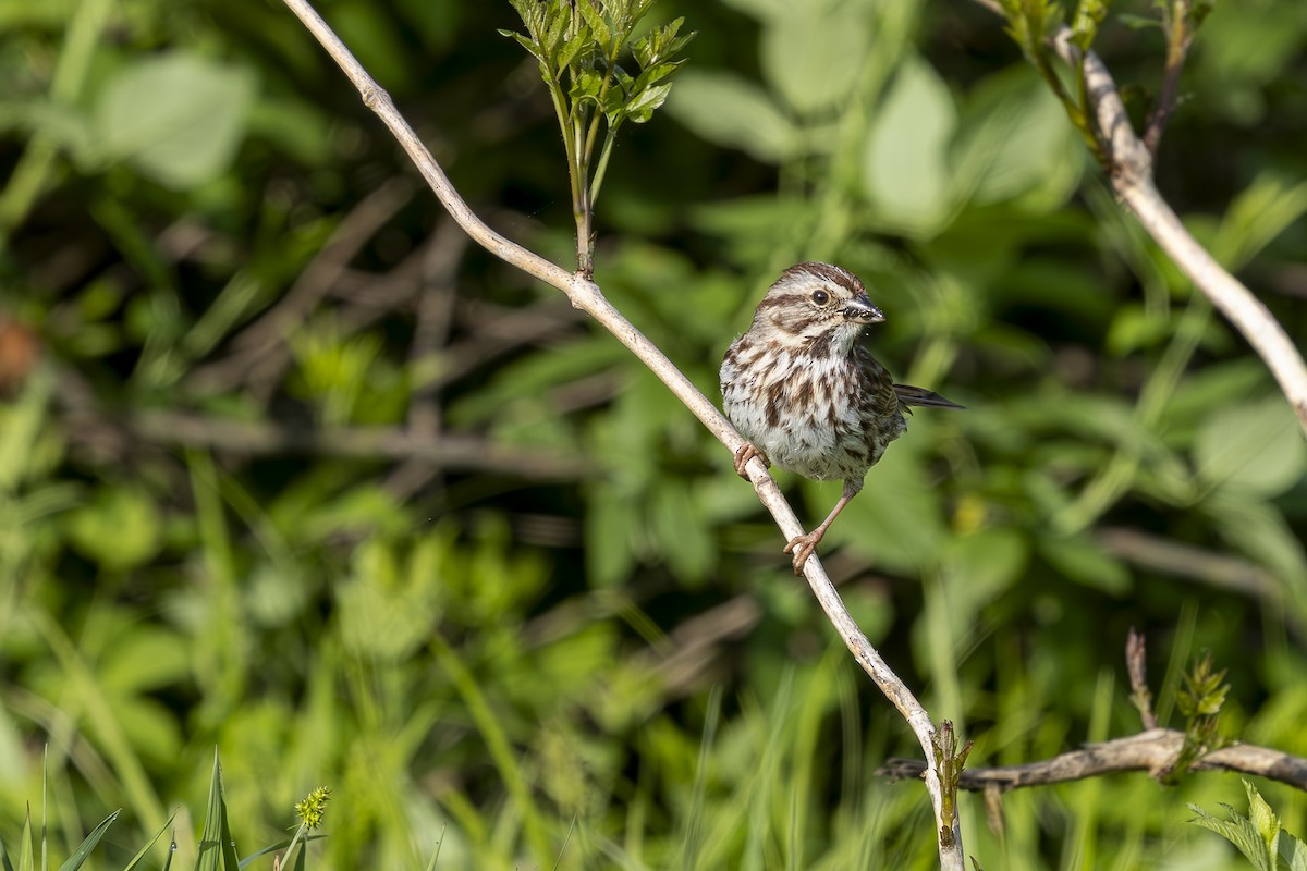 Song Sparrow - ML634553617