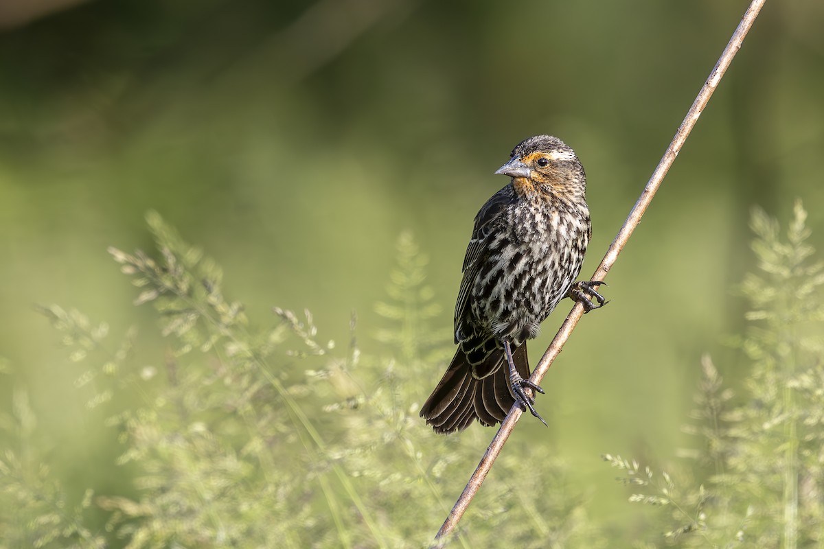 Red-winged Blackbird - ML634553630