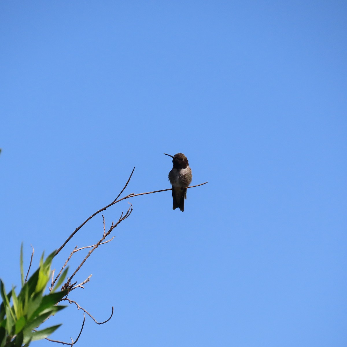 Black-chinned Hummingbird - ML634553636