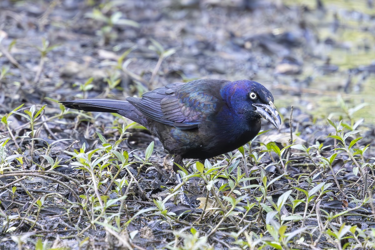 Common Grackle - ML634553649