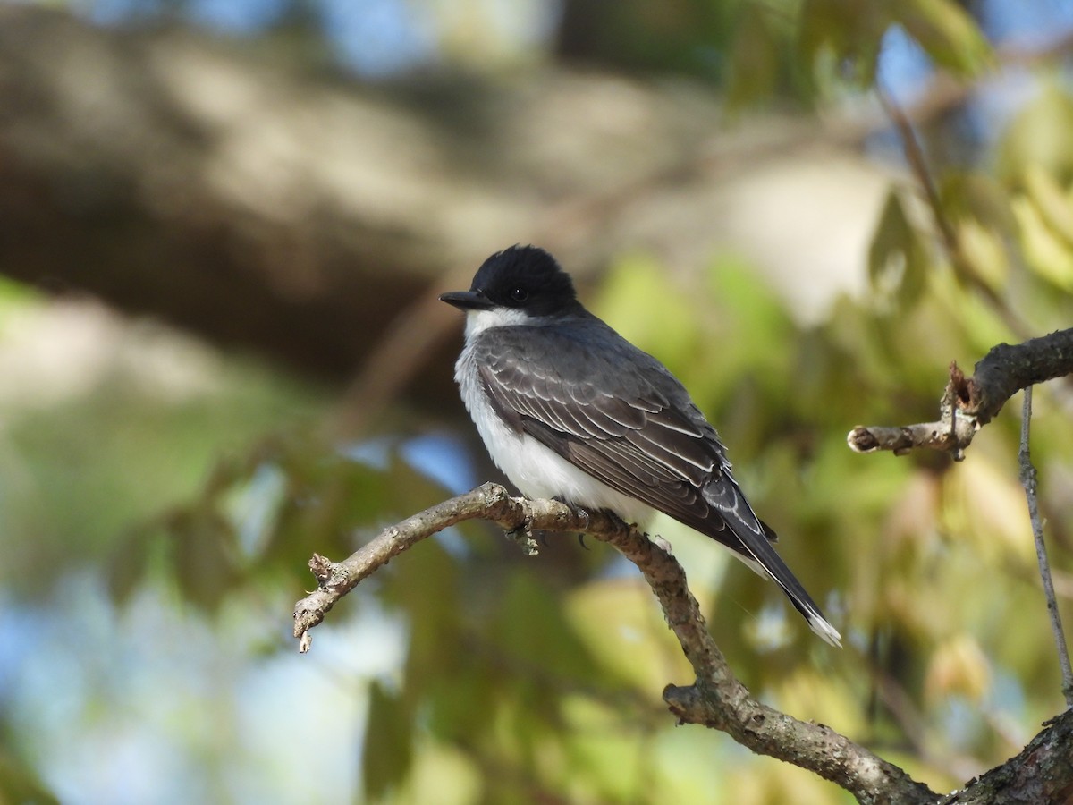 Eastern Kingbird - ML634553666
