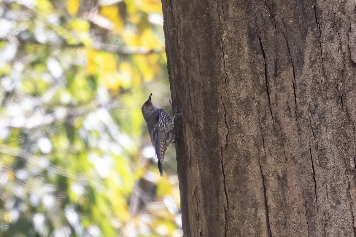 Red-browed Treecreeper - ML634553785