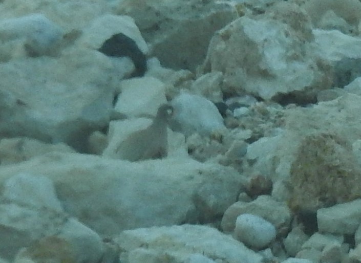 Sand Partridge - ML634553790