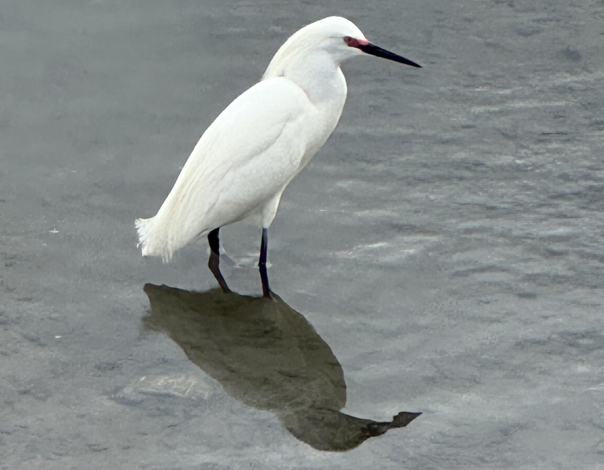 Snowy Egret - ML634553812
