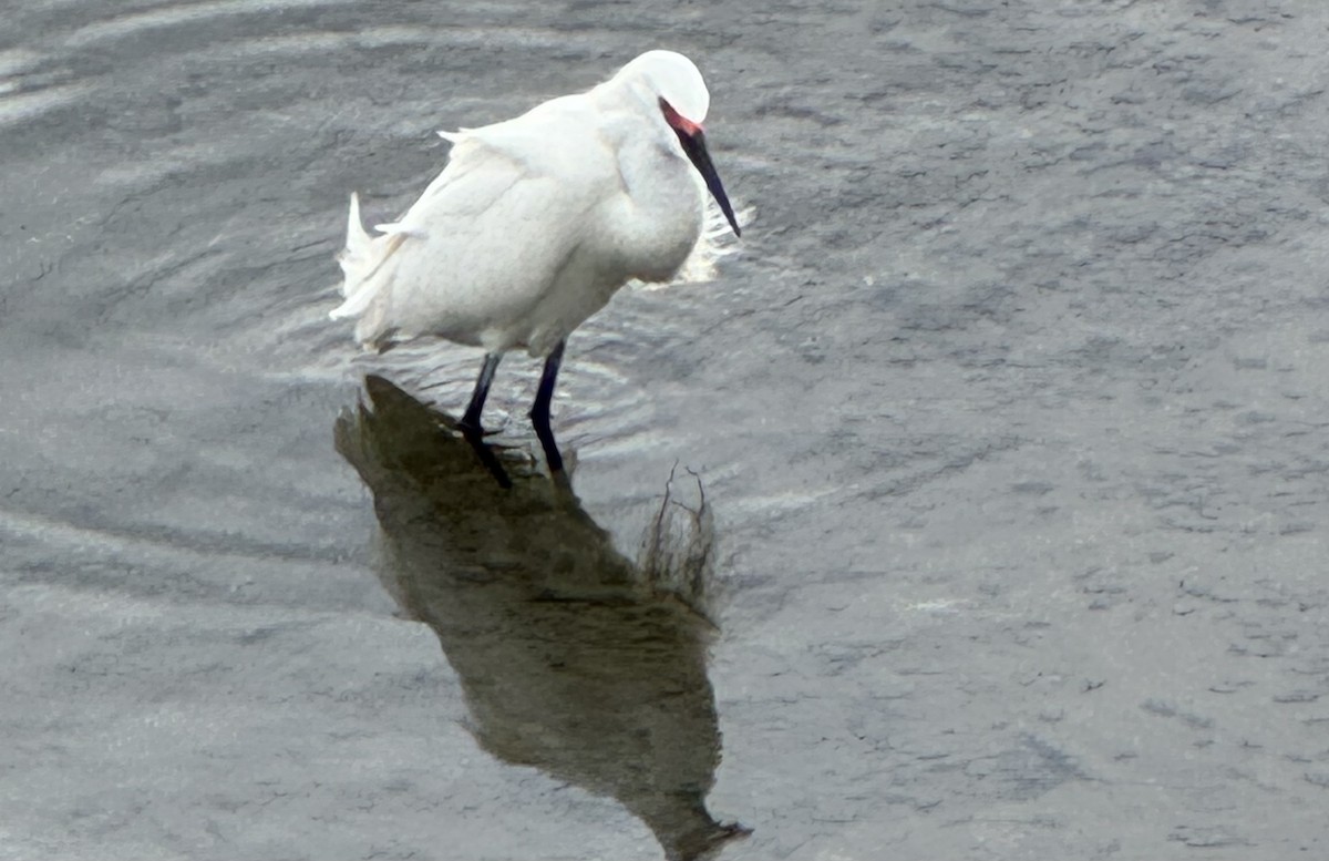 Snowy Egret - ML634553819