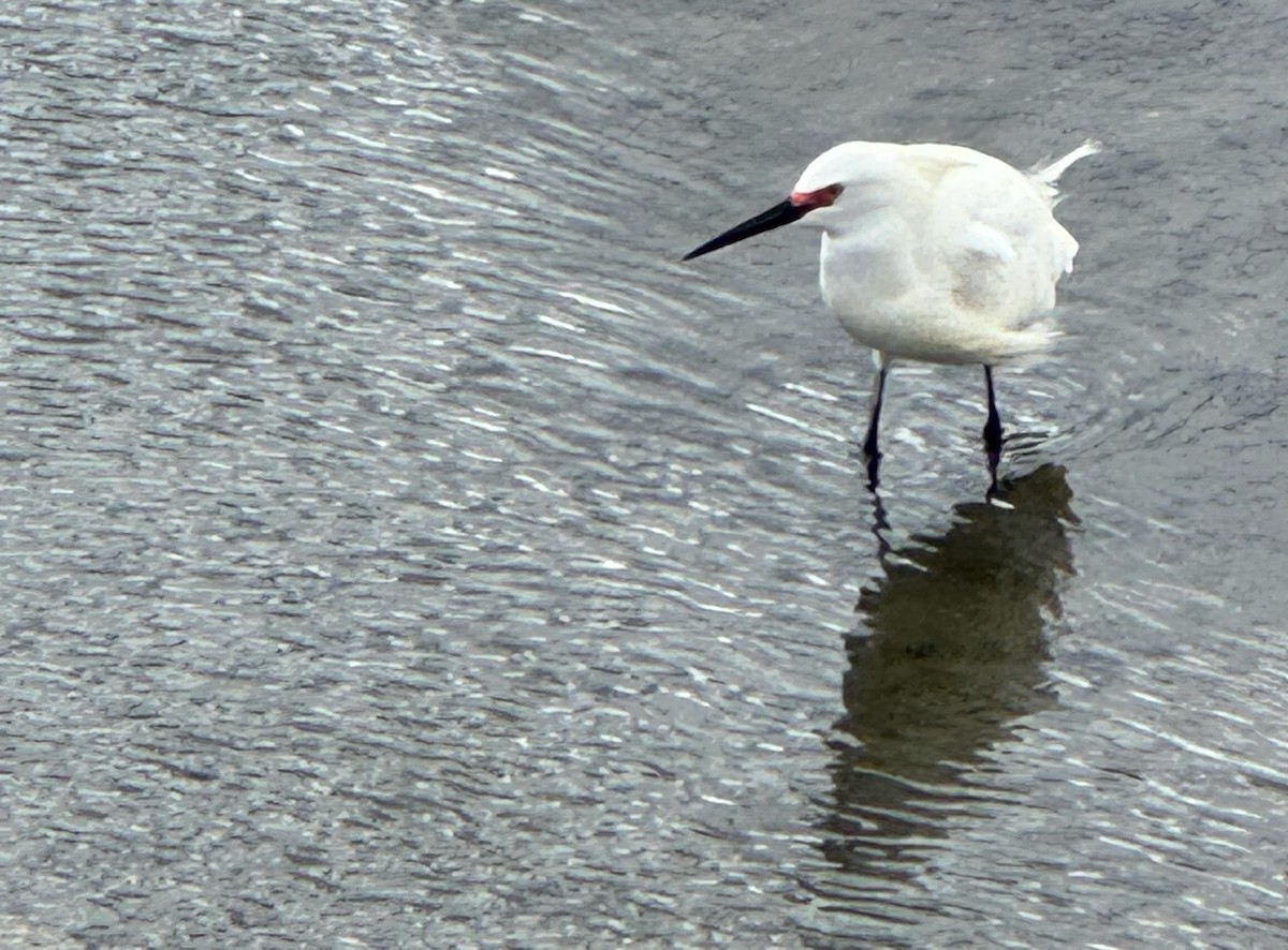 Snowy Egret - ML634553861