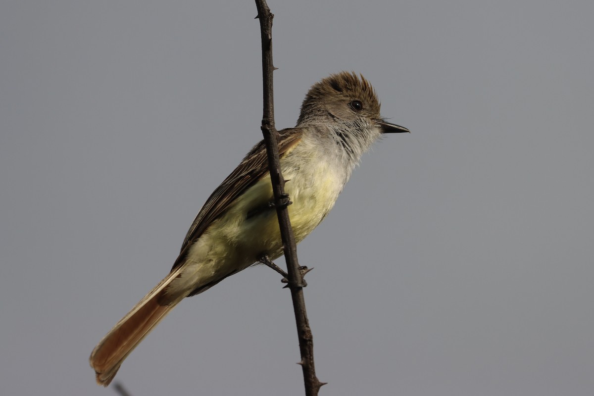 Nutting's/Salvadoran Flycatcher - ML634553964