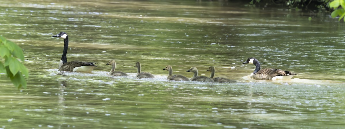 Canada Goose - ML634554010