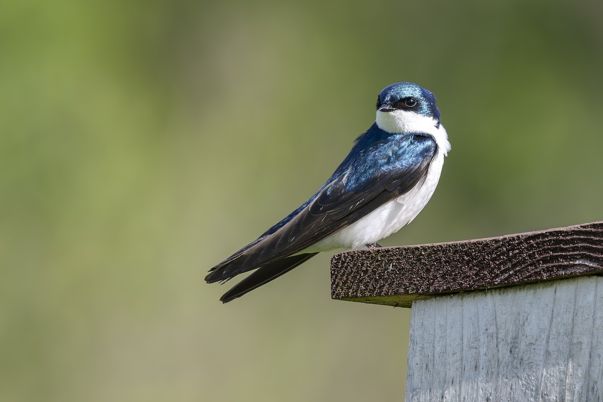 Tree Swallow - ML634554046
