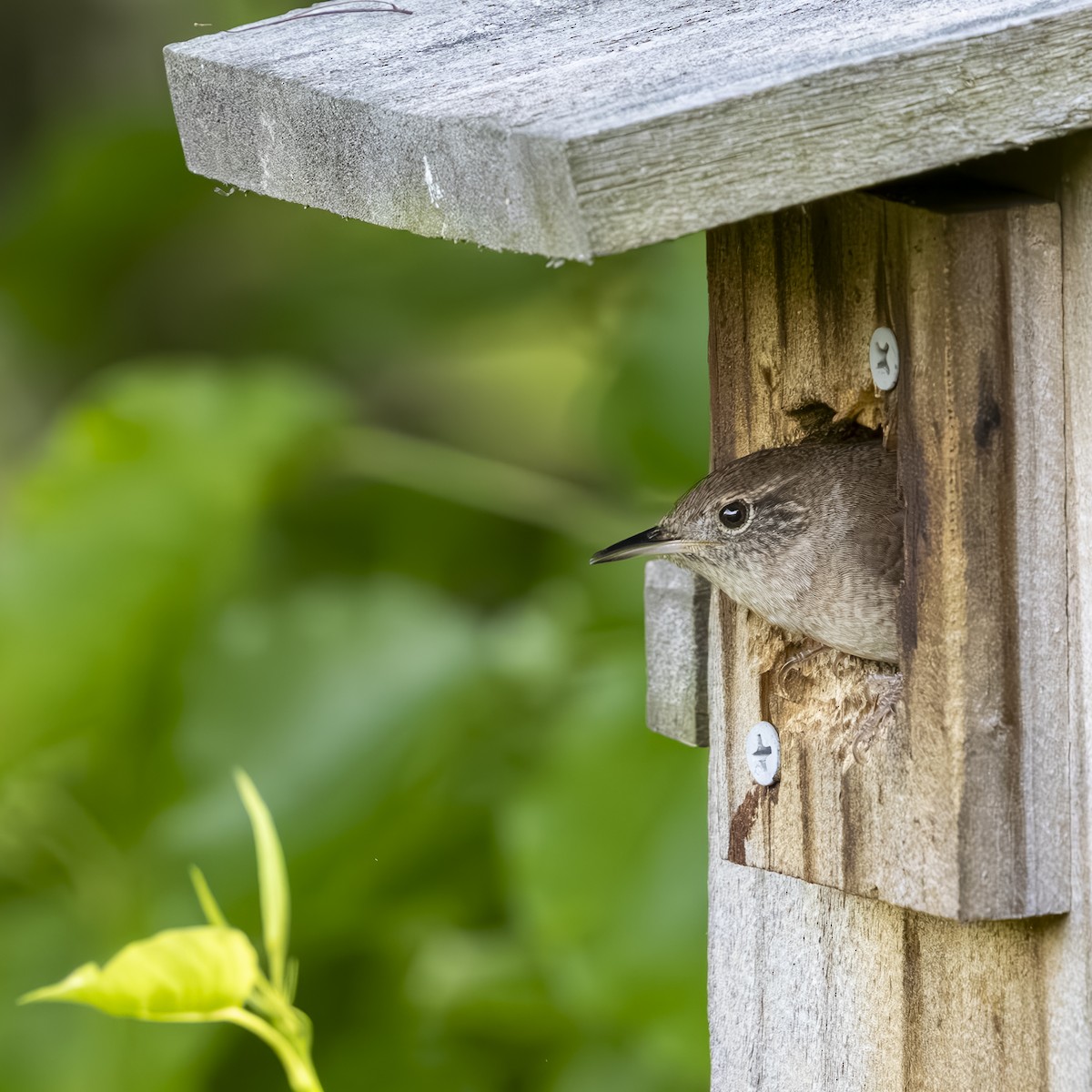 Northern House Wren - ML634554071
