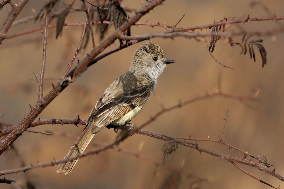 Nutting's/Salvadoran Flycatcher - ML634554075